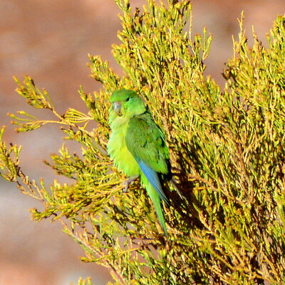 Mountain Parakeet